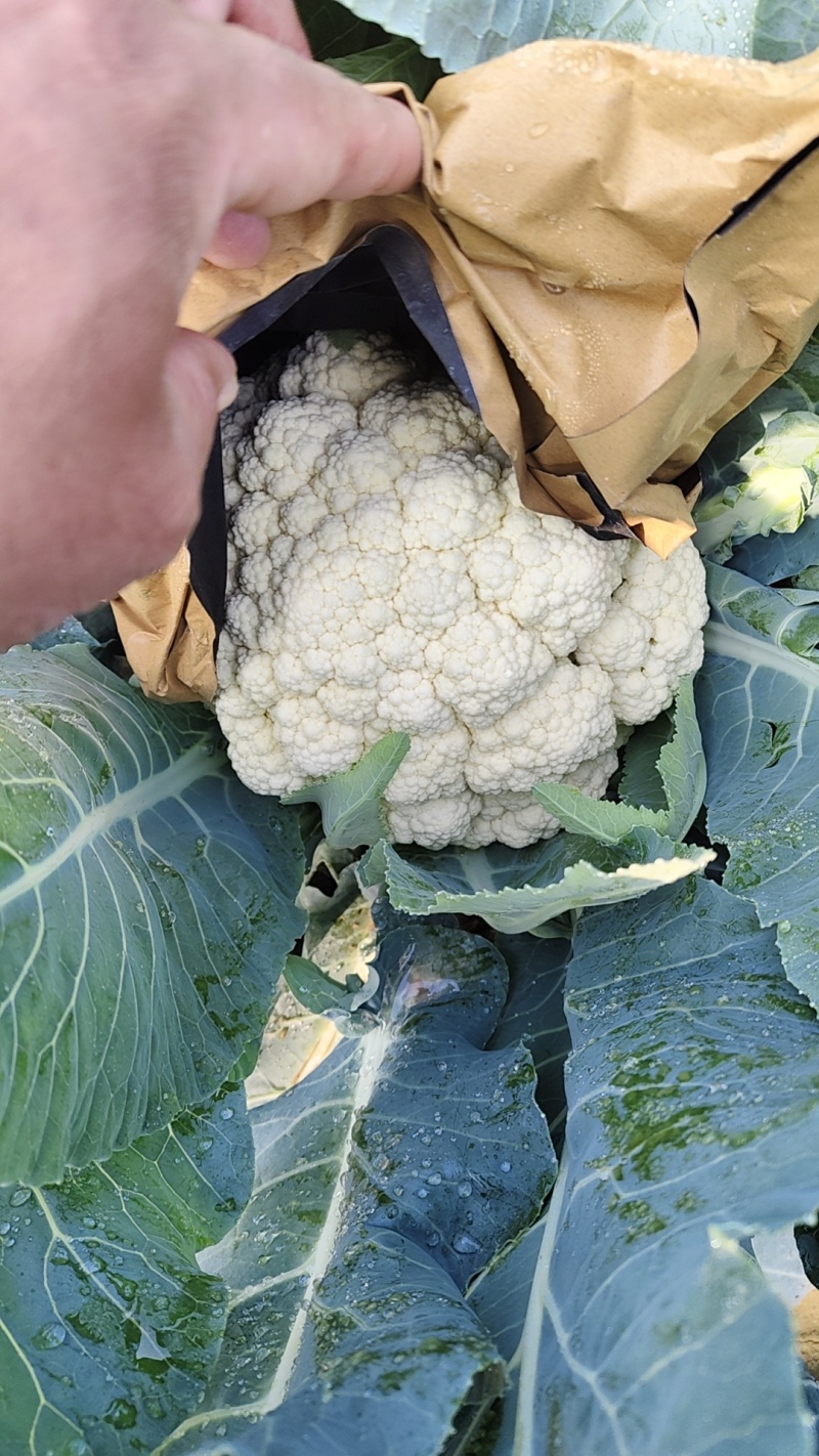 精品有机松花菜散花小米粒产地直发一手货源