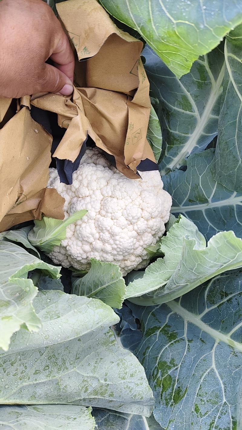 精品有机松花菜散花小米粒产地直发一手货源