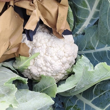 精品有机松花菜散花小米粒产地直发一手货源