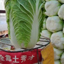 山东兰陵产地，黄心大白菜大量上市中，欢迎来电
