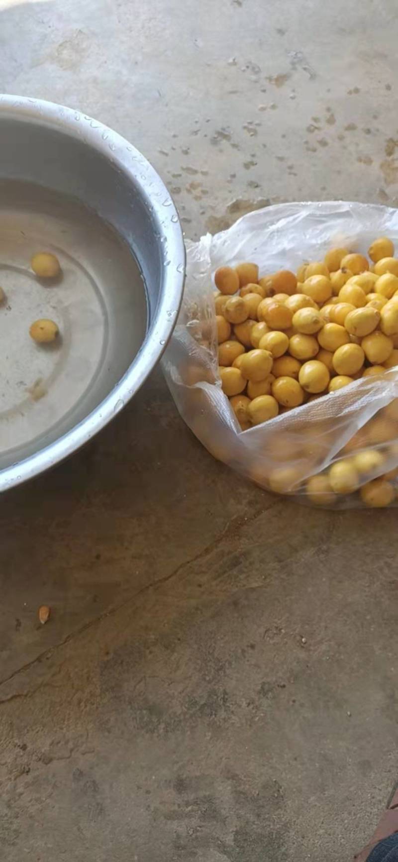 多歧苏铁非德保种子