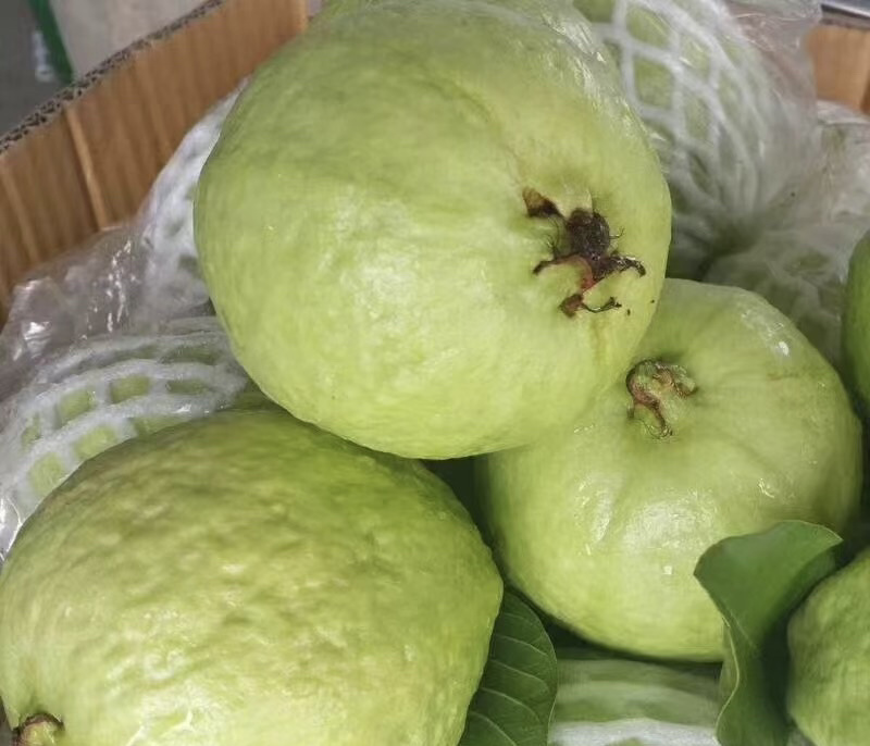 精选广东大量红心白心番石榴芭乐新鲜上市产地直发选购