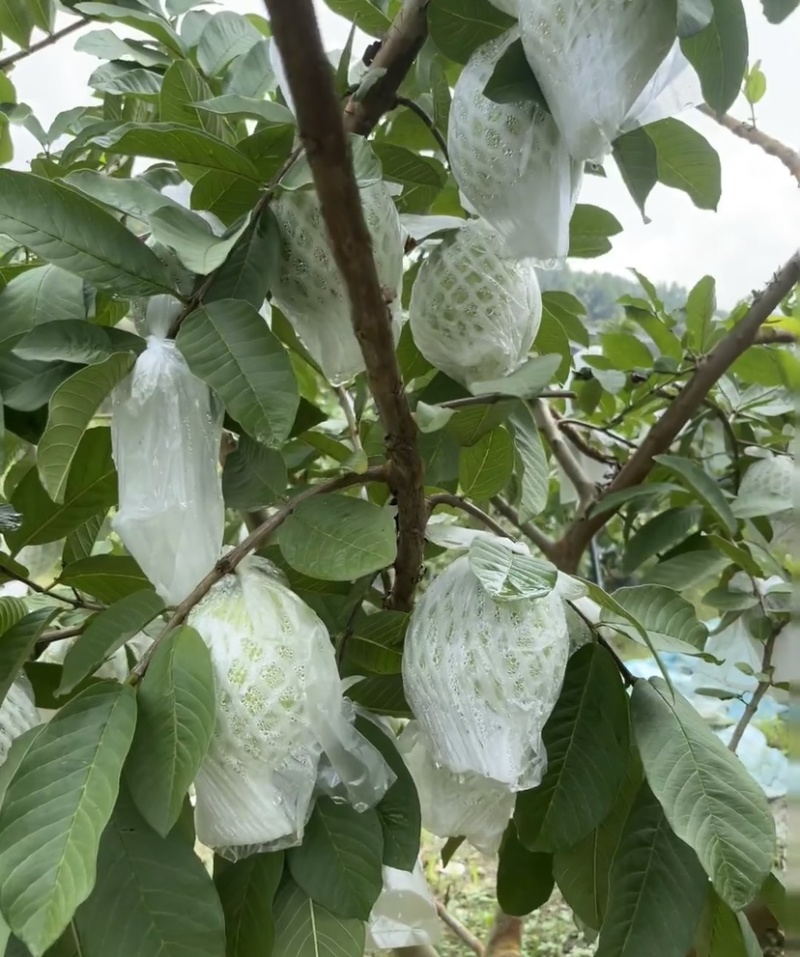 精选广东大量红心白心番石榴芭乐新鲜上市产地直发选购