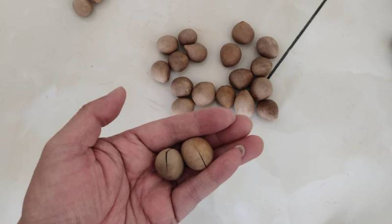 多歧苏铁非德保种子