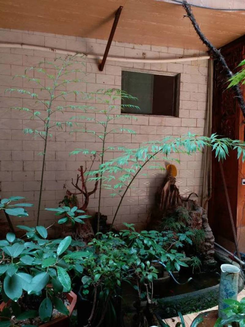多歧苏铁非德保种子