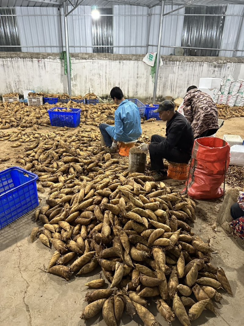 冬笋，味鲜肉厚，基地直发，支持视频看货，欢迎电话联系。