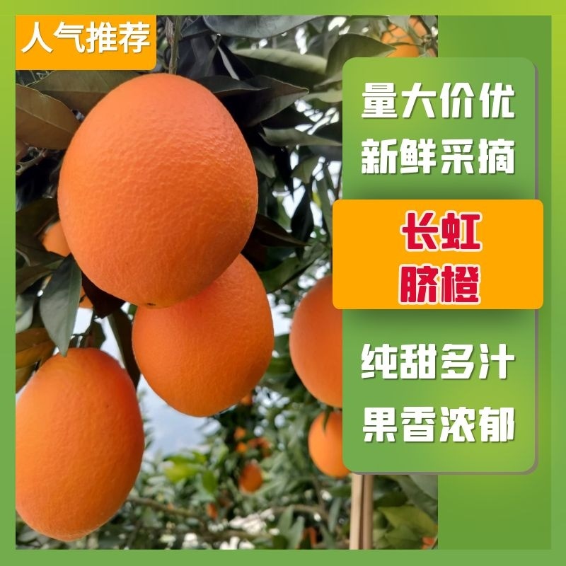 秭归长虹纽荷尔园红脐橙产地一手货源看园采果质量三包