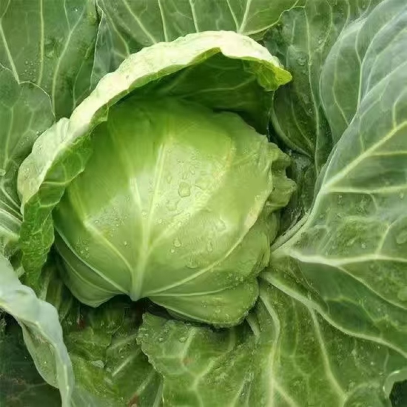 春棚早45甘蓝种子早熟耐抽苔颜包深绿松软圆球型无蜡粉
