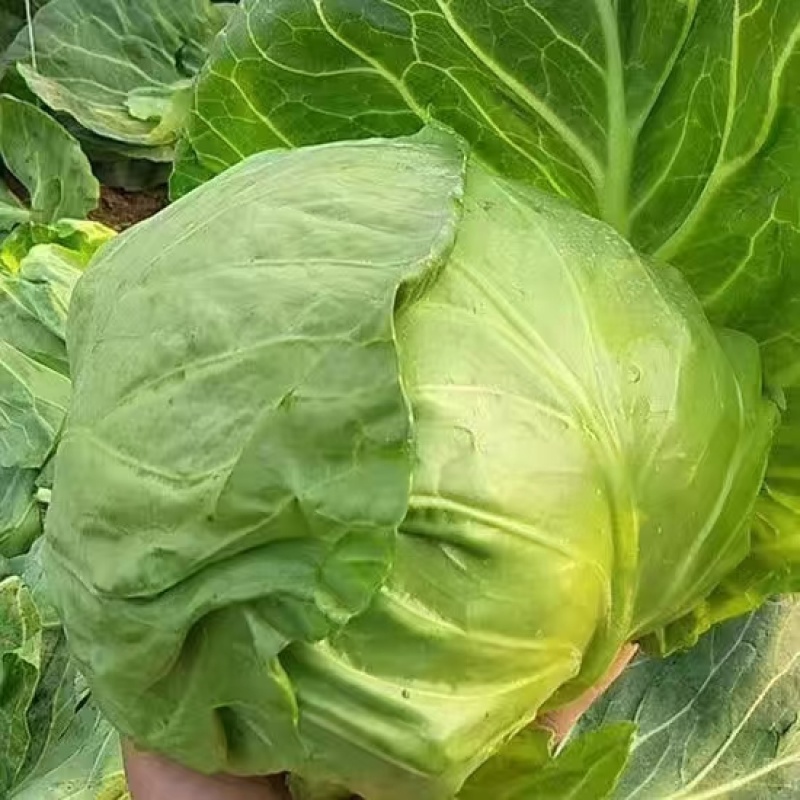 春棚早45甘蓝种子早熟耐抽苔颜包深绿松软圆球型无蜡粉