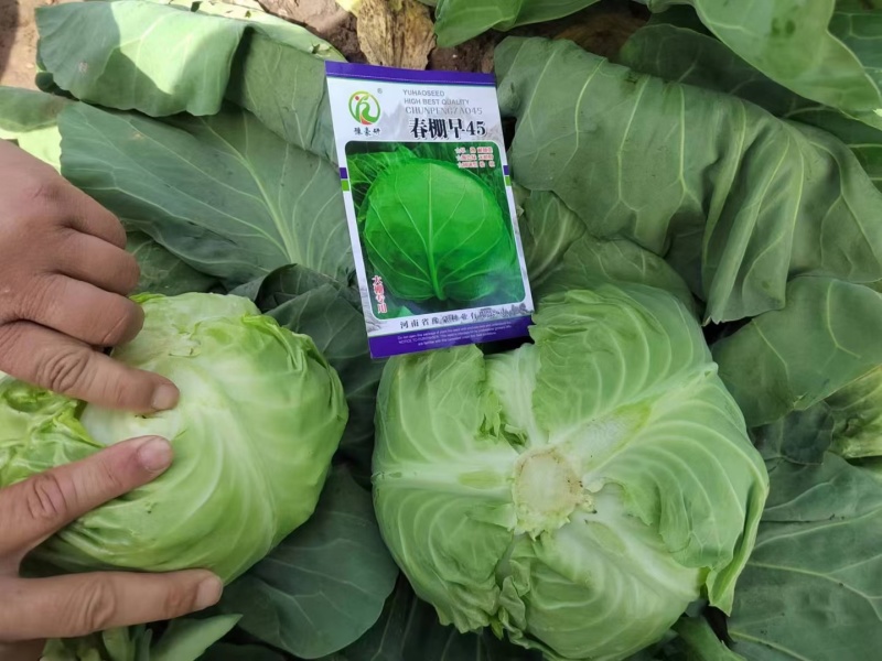 春棚早45甘蓝种子早熟耐抽苔颜包深绿松软圆球型无蜡粉