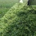 玉米青储大量现货供应量大从优请老板电话联系
