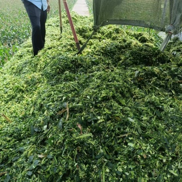 玉米青储大量现货供应量大从优请老板电话联系