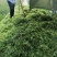 玉米青储大量现货供应量大从优请老板电话联系
