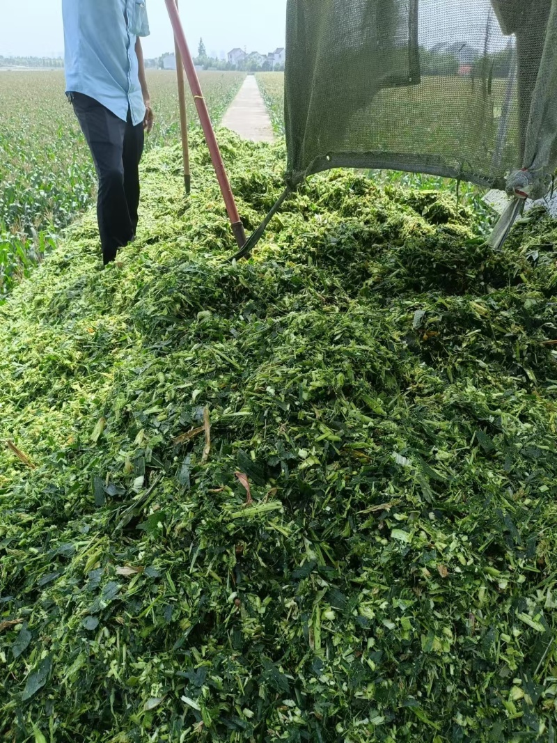 玉米青储大量现货供应量大从优请老板电话联系