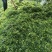 玉米青储大量现货供应量大从优请老板电话联系