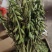 云南紫花毛慈菇果夹