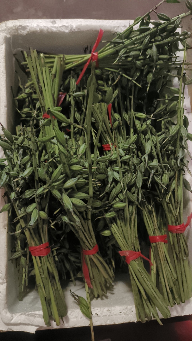 云南紫花毛慈菇果夹