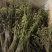 云南紫花毛慈菇果夹