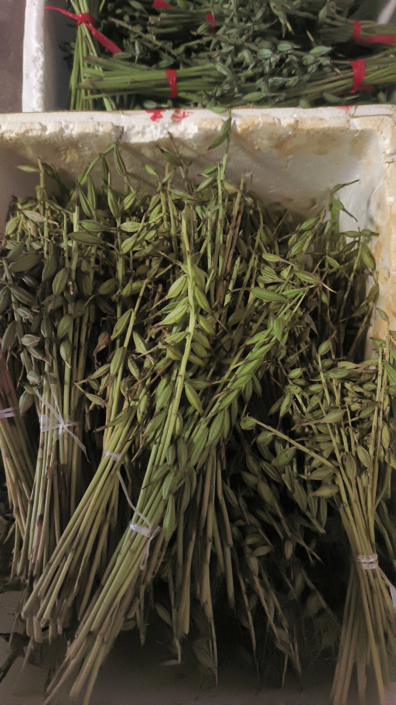 云南紫花毛慈菇果夹