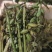 云南紫花毛慈菇果夹