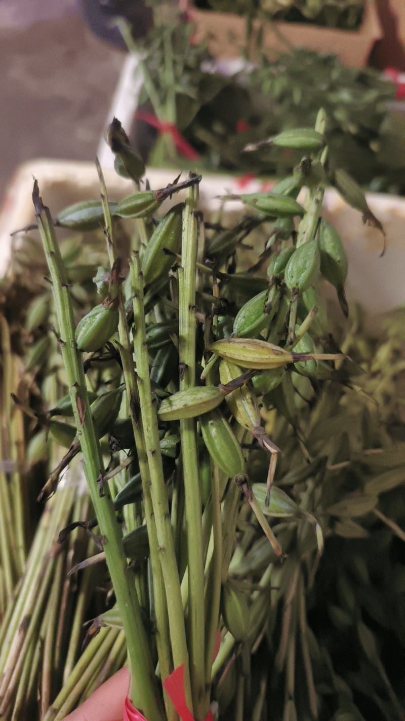 云南紫花毛慈菇果夹