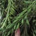 云南紫花毛慈菇果夹