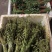 云南紫花毛慈菇果夹