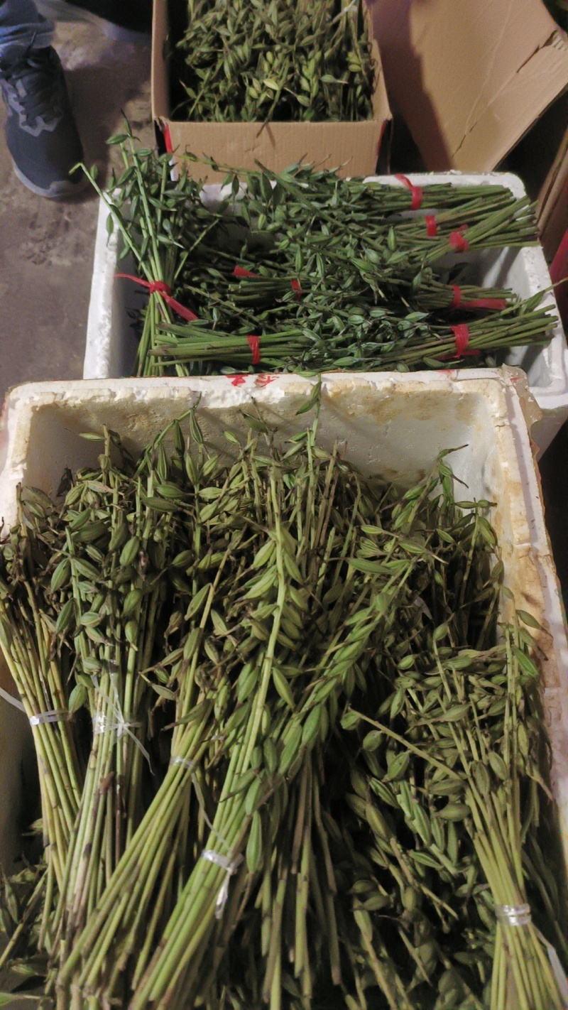 云南紫花毛慈菇果夹