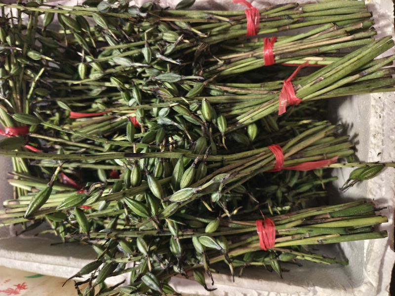 云南紫花毛慈菇果夹