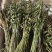 云南紫花毛慈菇果夹