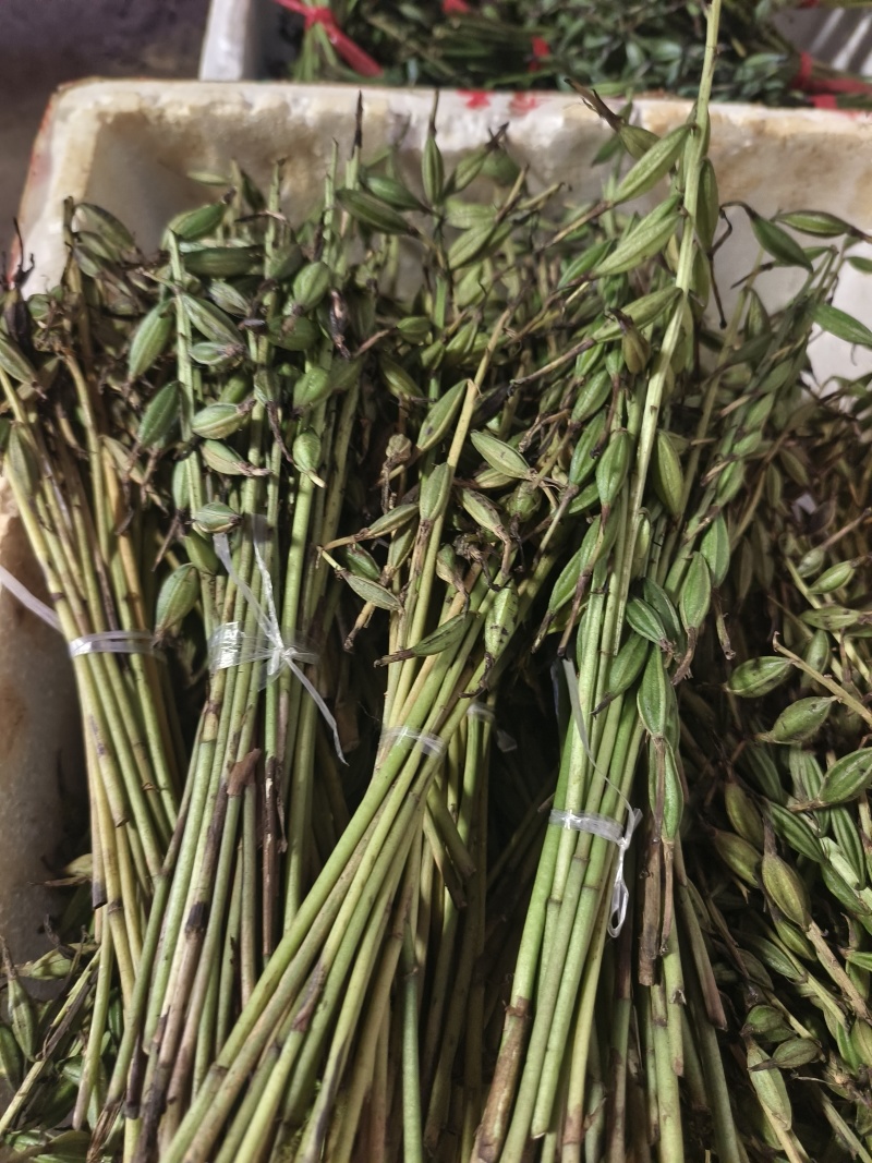 云南紫花毛慈菇果夹