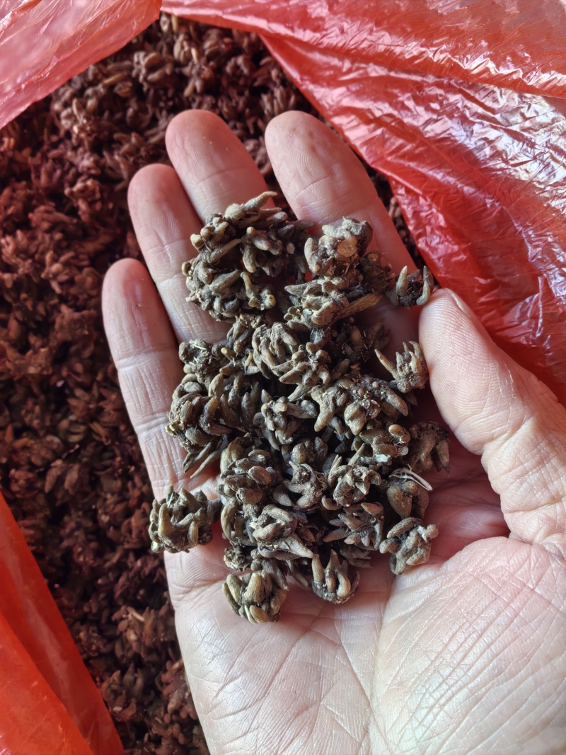 猫爪草野生水洗两遍细长爪