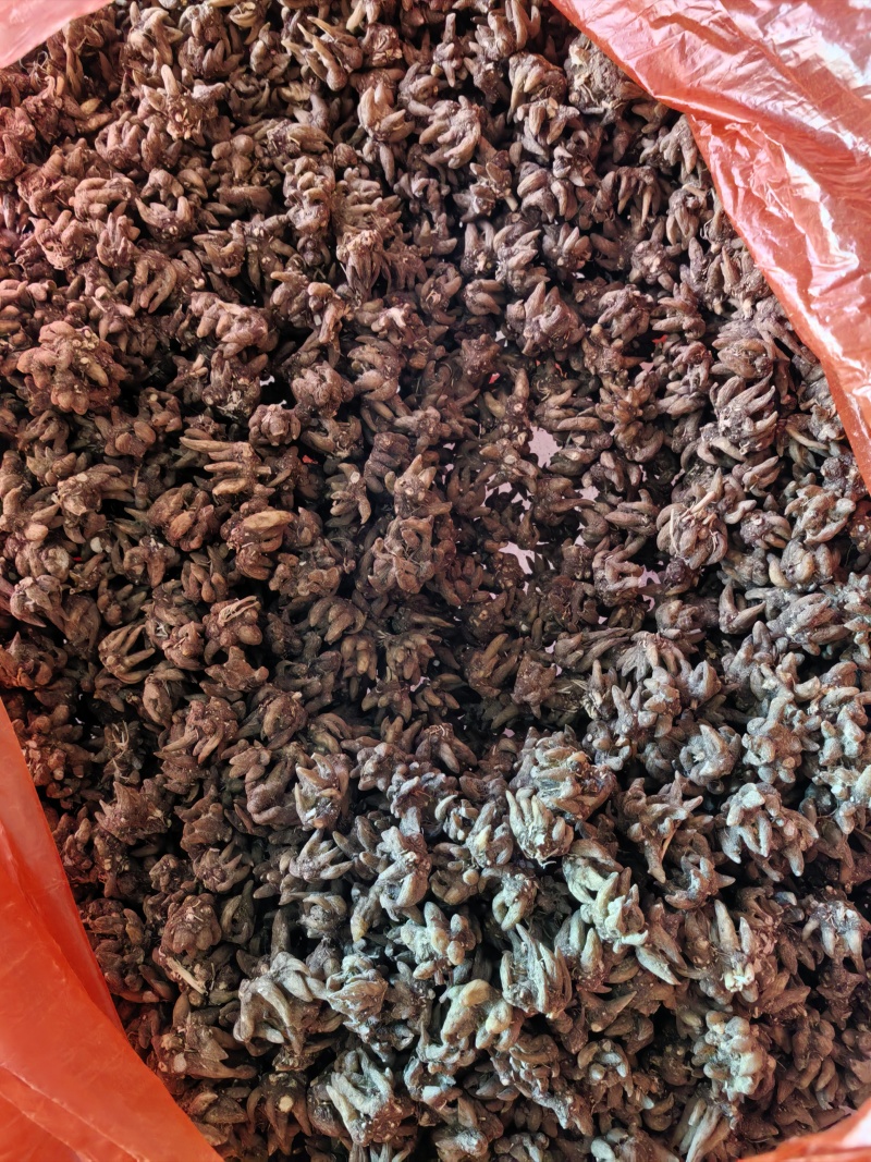 猫爪草野生水洗两遍细长爪