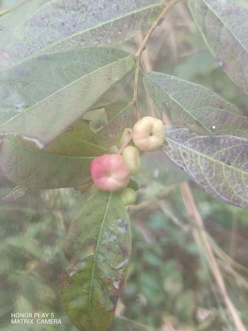算盘子