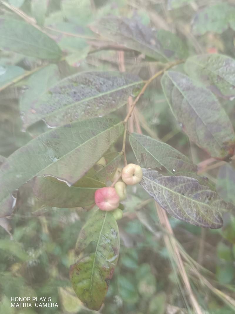 算盘子