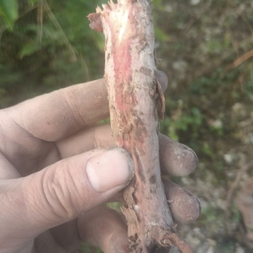 算盘子