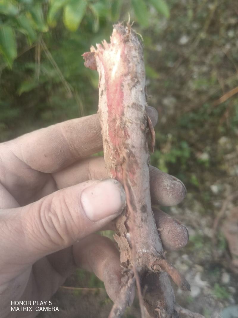 算盘子