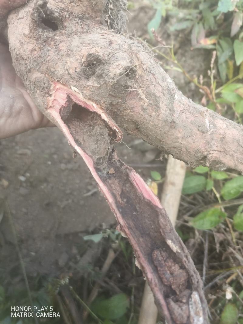 算盘子