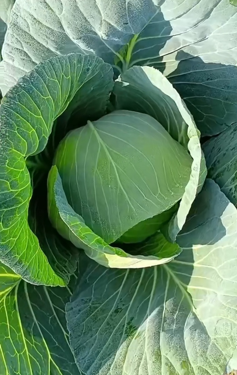 湖北精品甘蓝，包菜，白菜，大量有货，产地直供！需要的老板联系