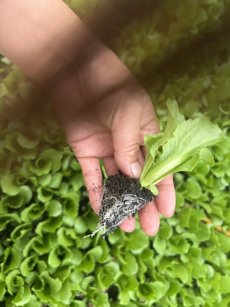 新鲜生菜苗，寻甸县产，优质健康，**特惠！