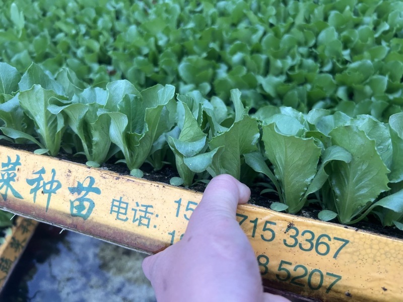 新鲜生菜苗，寻甸县产，优质健康，**特惠！