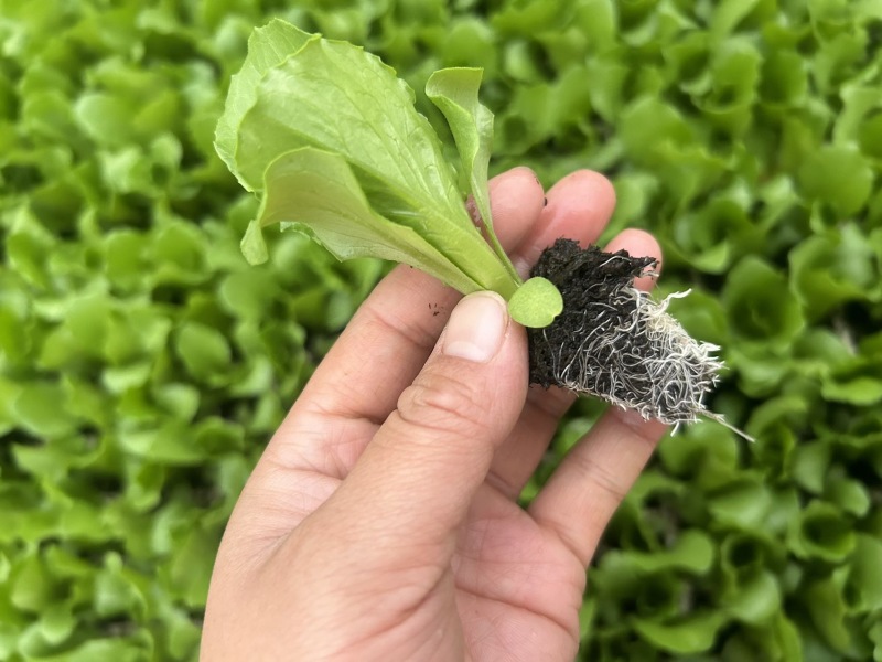 新鲜生菜苗，寻甸县产，优质健康，**特惠！