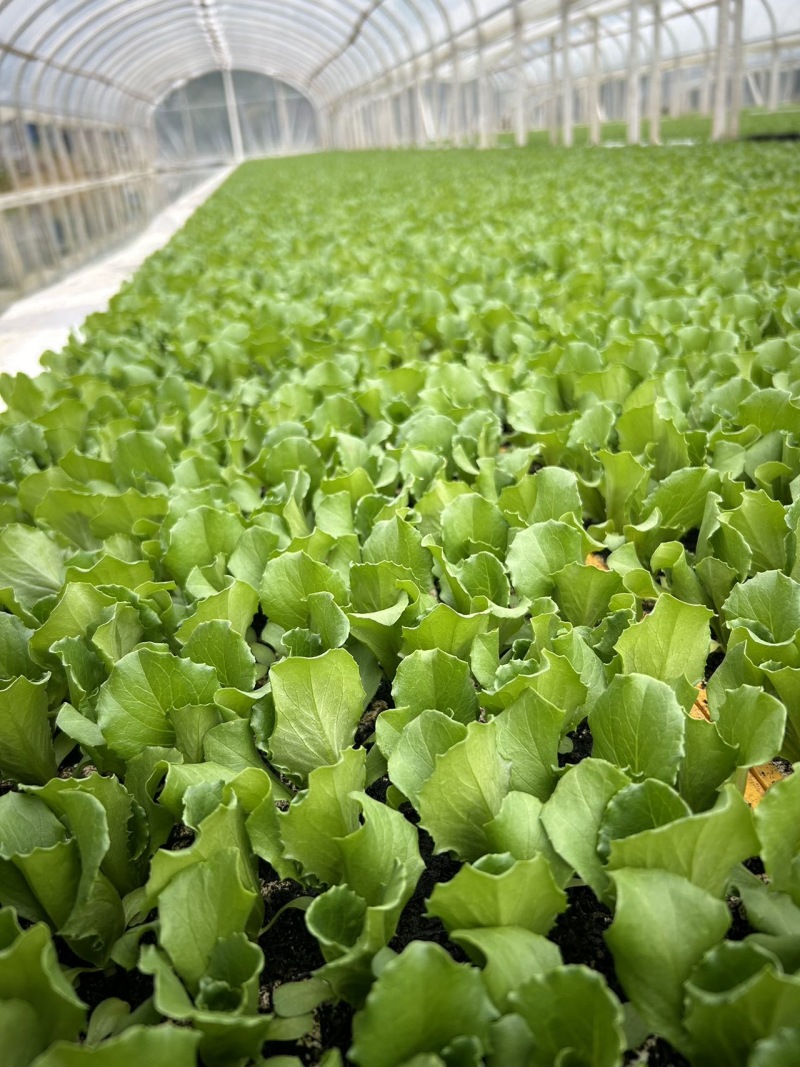新鲜生菜苗，寻甸县产，优质健康，**特惠！