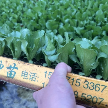 新鲜生菜苗，寻甸县产，优质健康，**特惠！