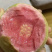 精选广东大量番石榴芭乐大量上市，可以一年四季长期供应