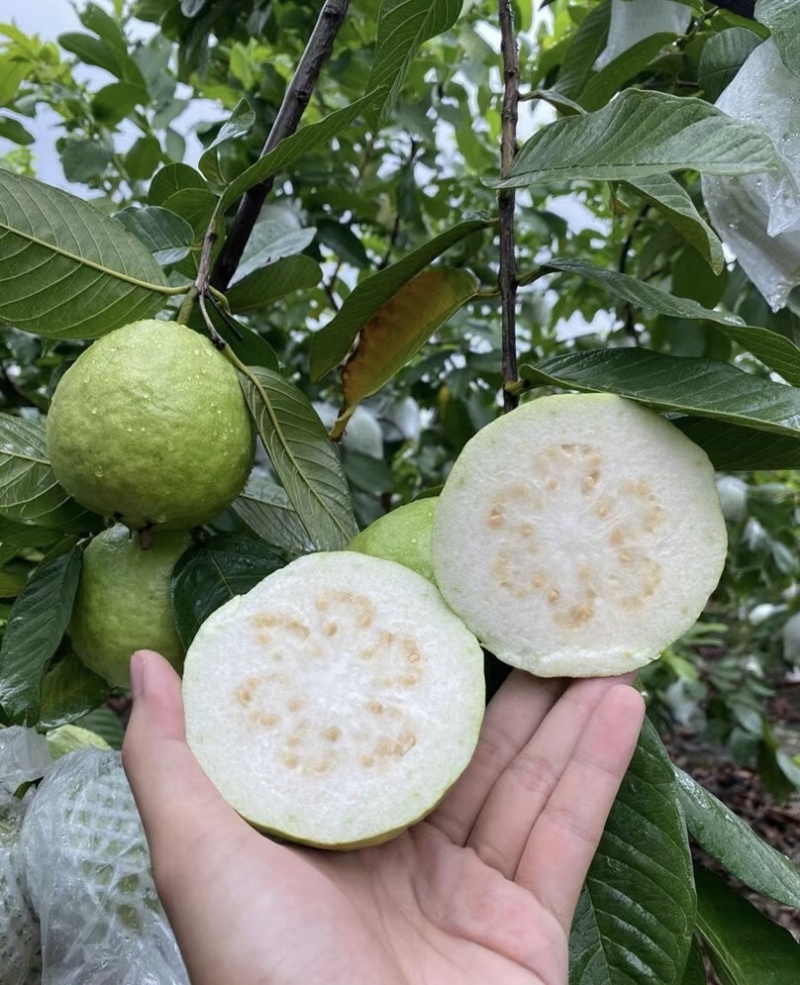 精选广东大量番石榴芭乐大量上市，可以一年四季长期供应