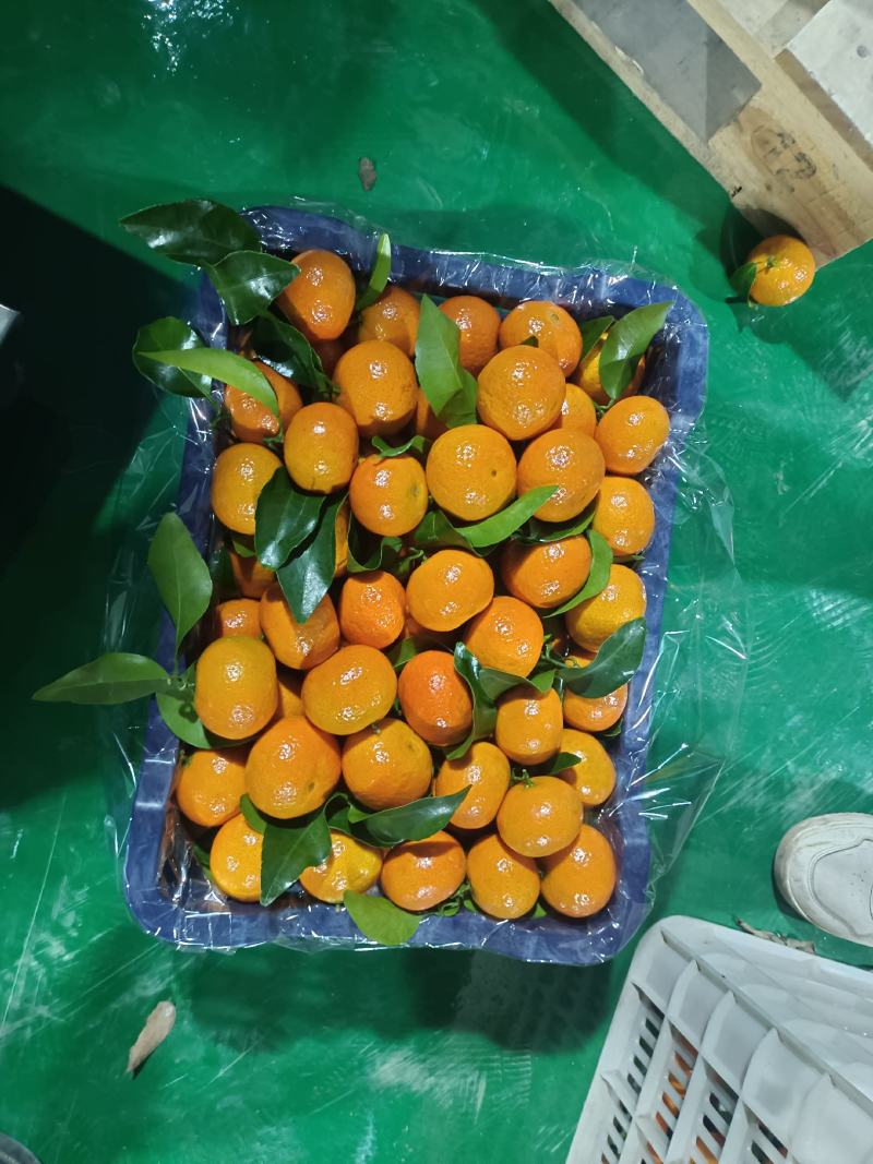 金秋砂糖橘十万斤，不干水，不干水，不干水，有个别轻微失水