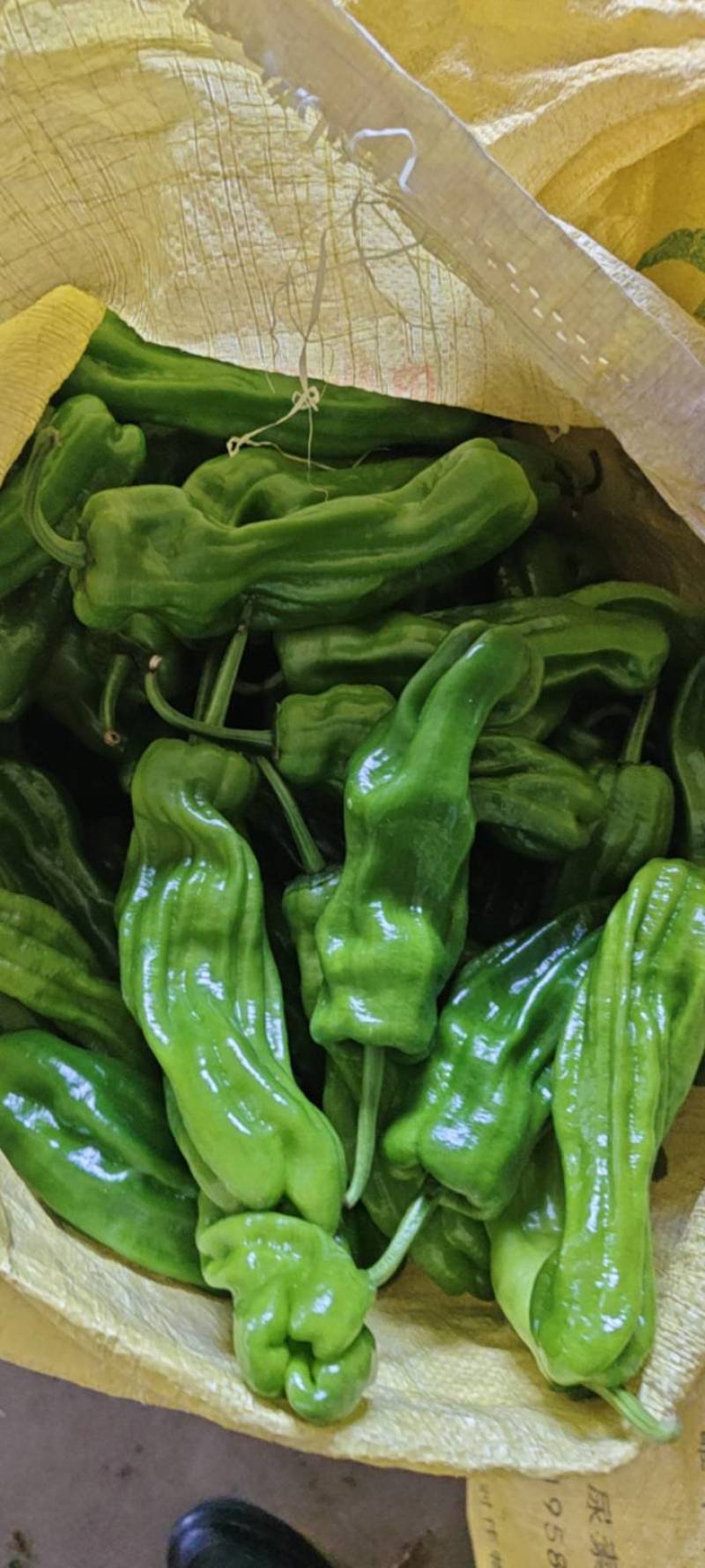 阜阳苏椒301专业代收一条龙服务对接全
