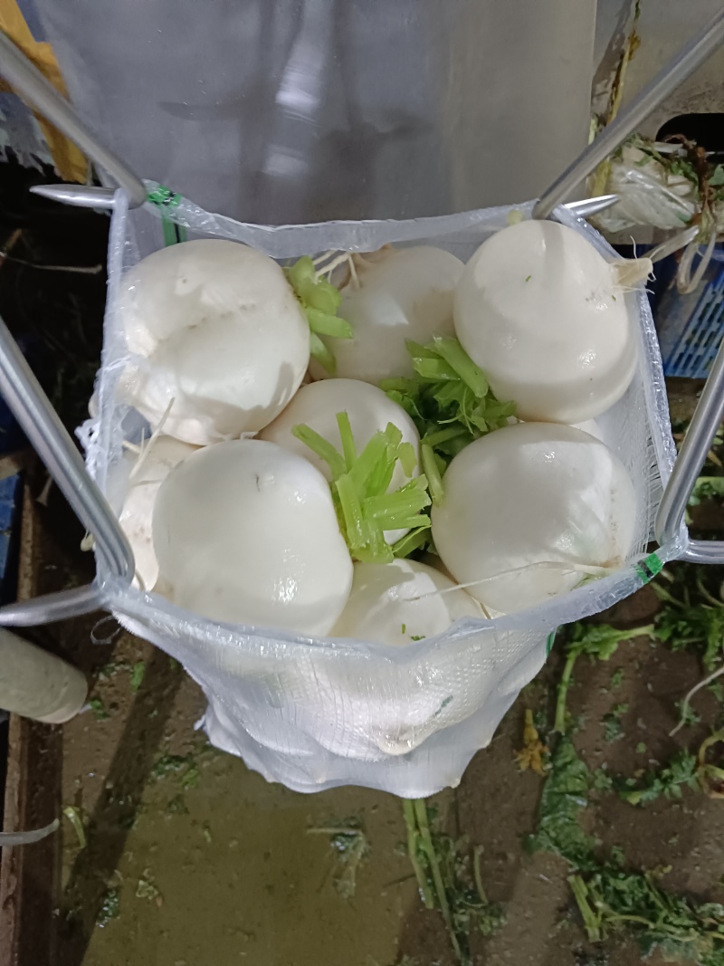 圆箩卜，可产地看货论价，保质保量欢迎选购