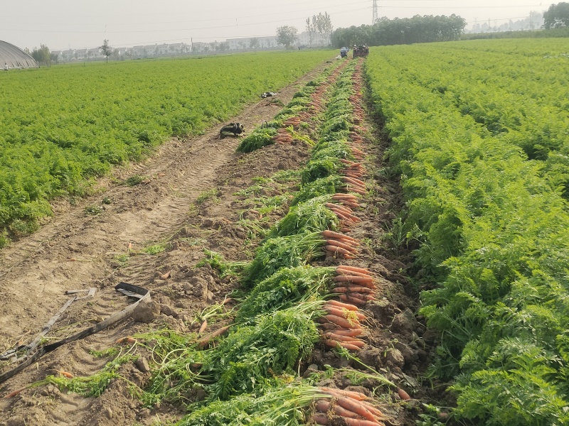 河南周口胡萝卜-小燕顶胡萝卜新鲜胡萝卜产地直发大量供货